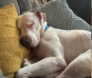Meet Vinnie! Adoption of the Month (July 2026)