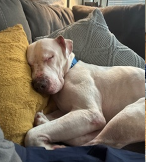 Meet Vinnie! Adoption of the Month (July 2026)